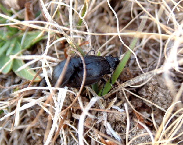 Chrysomelidae da determinare